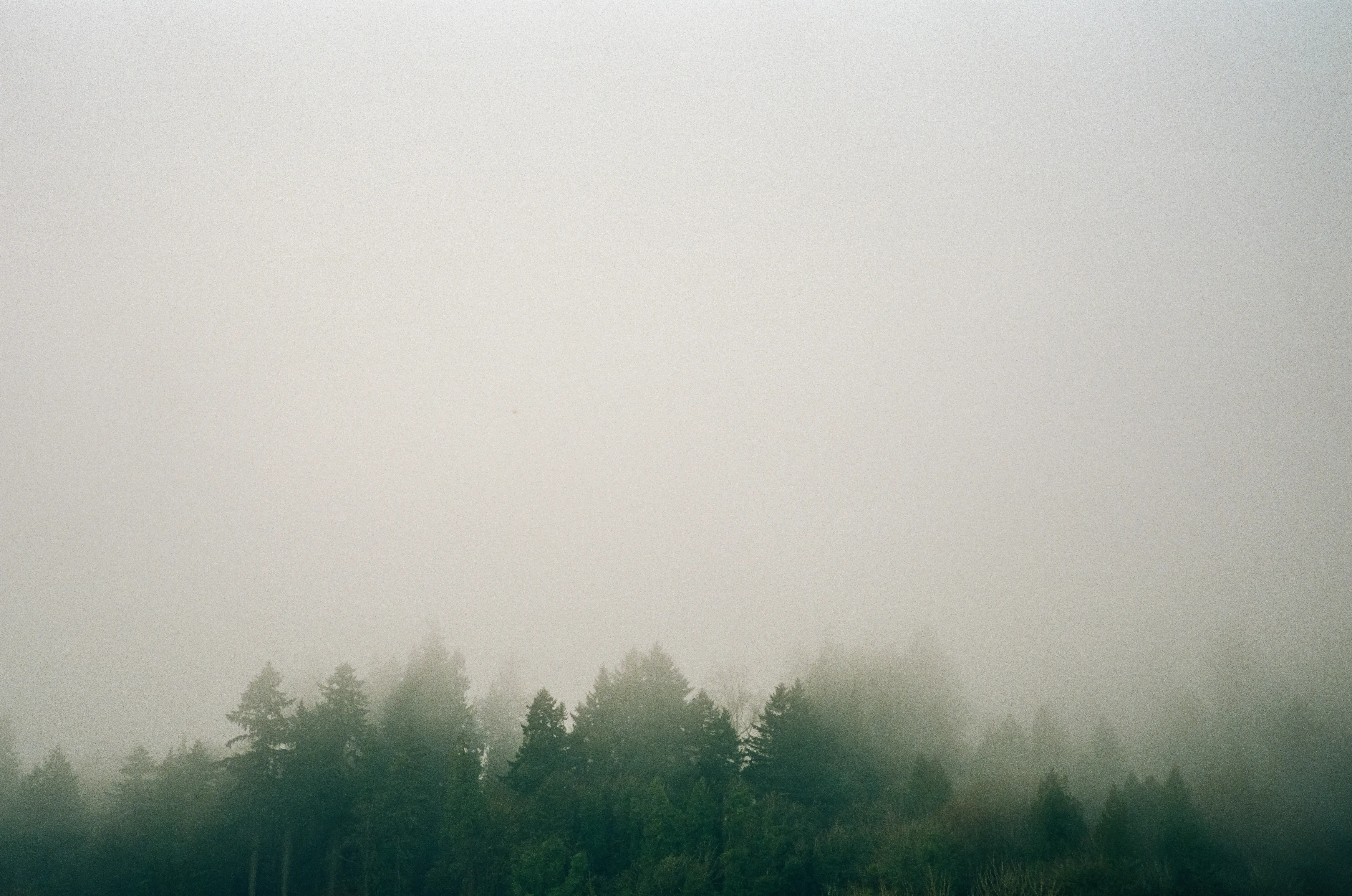 foggy treeline in the northwest