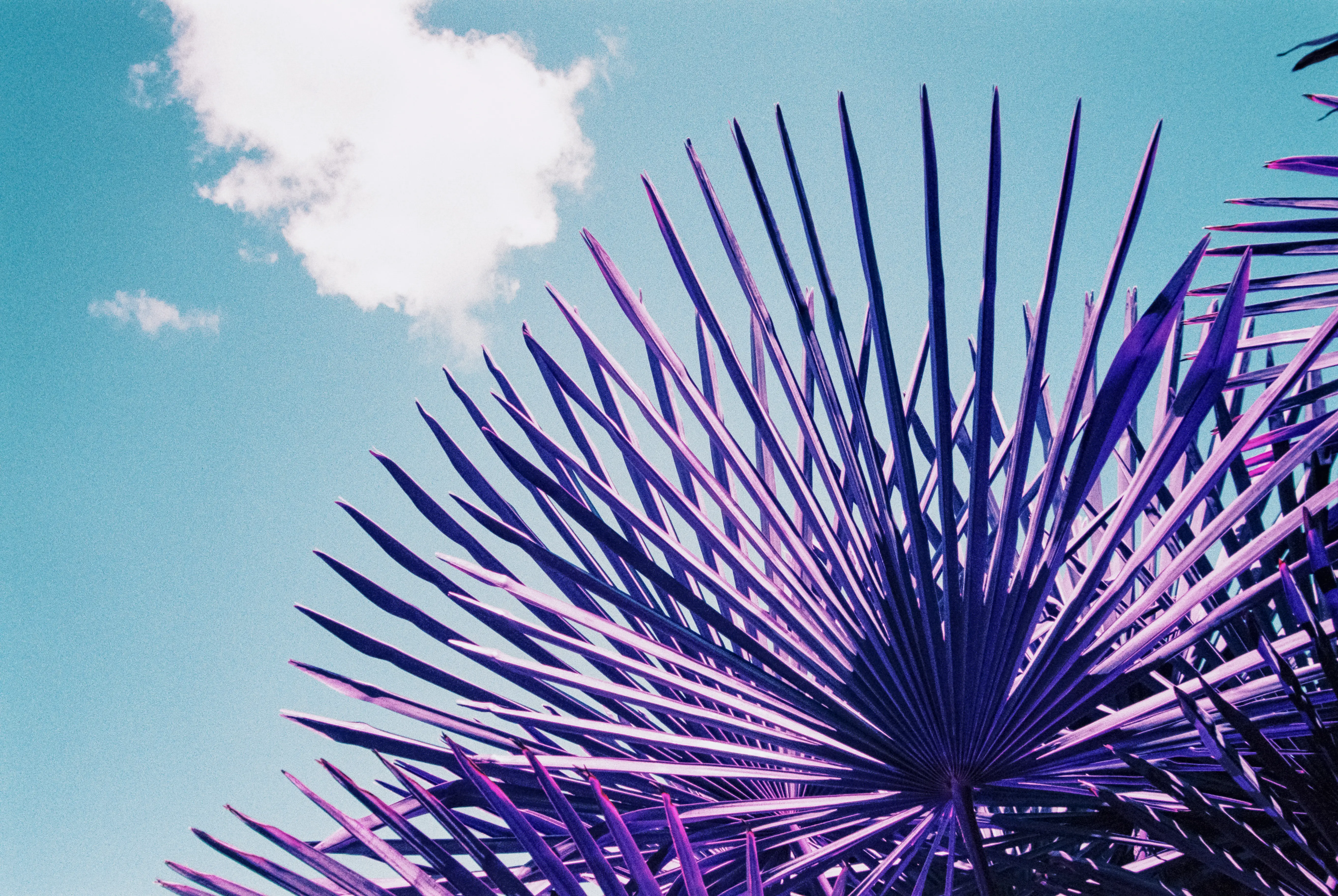 southwest plant against sky on lomo purple